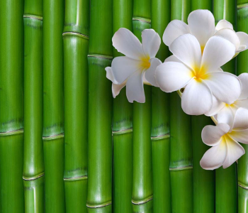 Цветы и растения - 68 | Wall-Style