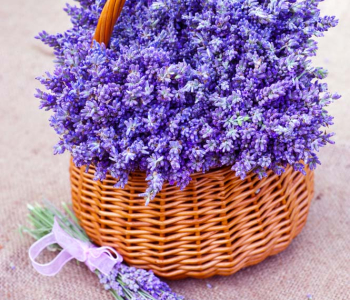 Цветы и растения - 17 | Wall-Style