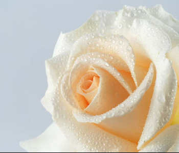 Цветы и растения - 118 | Wall-Style