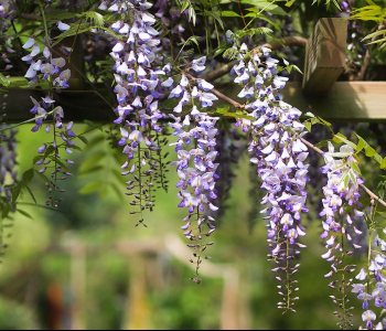 Цветы и растения - 12 | Wall-Style