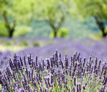 Цветы и растения - 24 | Wall-Style