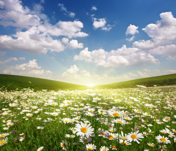 Цветы и растения - 85 | Wall-Style