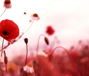 Цветы и растения - 76 | Wall-Style