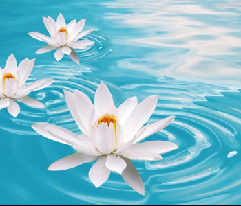 Цветы и растения - 89 | Wall-Style