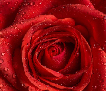 Цветы и растения - 174 | Wall-Style