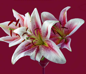 Цветы и растения - 65 | Wall-Style