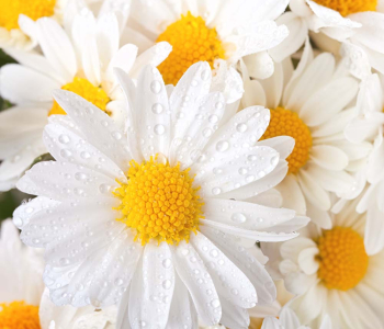 Цветы и растения - 87 | Wall-Style