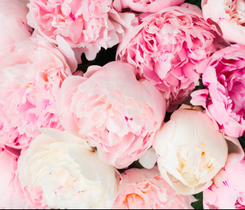 Цветы и растения - 160 | Wall-Style