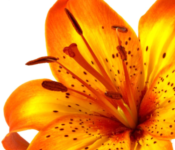 Цветы и растения - 67 | Wall-Style