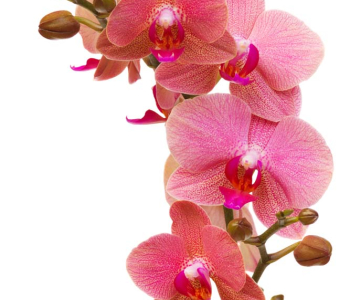 Цветы и растения - 184 | Wall-Style