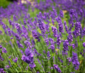 Цветы и растения - 20 | Wall-Style