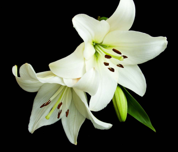 Цветы и растения - 54 | Wall-Style