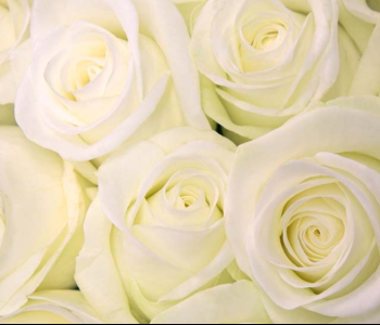 Цветы и растения - 191 | Wall-Style