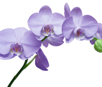 Цветы и растения - 81 | Wall-Style