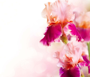 Цветы и растения - 18 | Wall-Style