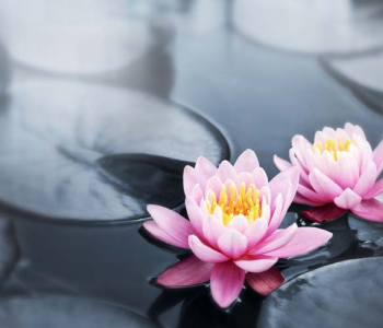 Цветы и растения - 91 | Wall-Style