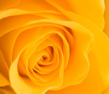 Цветы и растения - 86 | Wall-Style