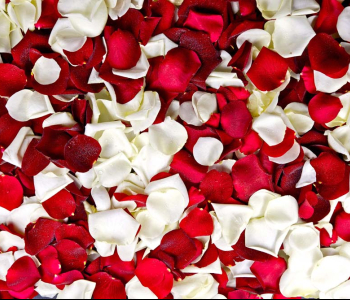 Цветы и растения - 144 | Wall-Style