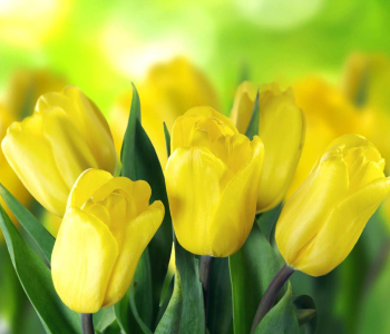 Цветы и растения - 13 | Wall-Style