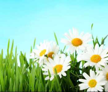 Цветы и растения - 81 | Wall-Style