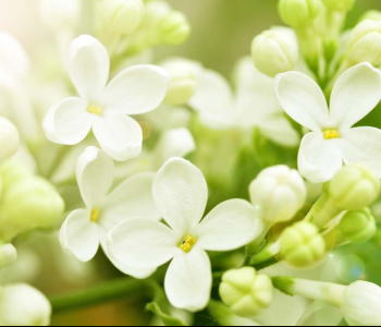 Цветы и растения - 3 | Wall-Style