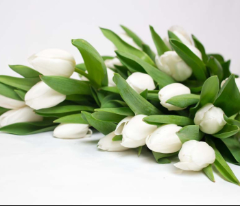 Цветы и растения - 4 | Wall-Style