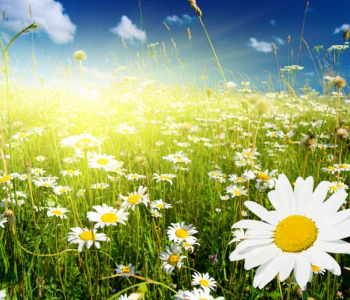 Цветы и растения - 68 | Wall-Style