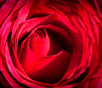 Цветы и растения - 182 | Wall-Style