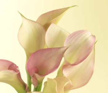 Цветы и растения - 122 | Wall-Style