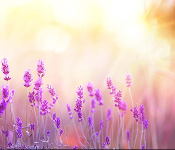 Цветы и растения - 10 | Wall-Style