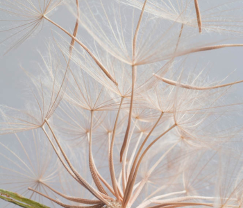 Цветы и растения - 78 | Wall-Style