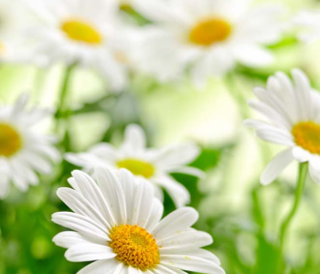 Цветы и растения - 76 | Wall-Style