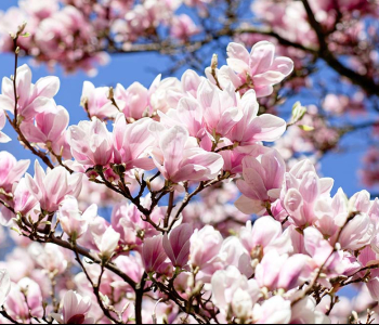 Цветы и растения - 79 | Wall-Style