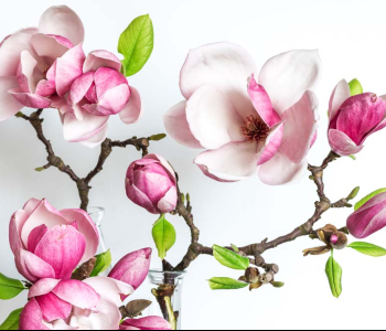 Цветы и растения - 23 | Wall-Style