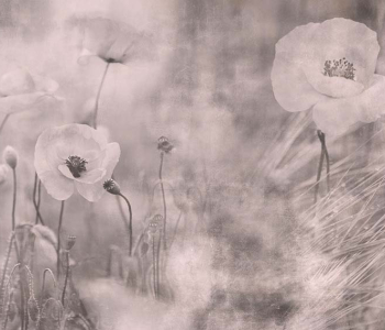 Цветы и растения - 24 | Wall-Style