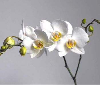 Цветы и растения - 189 | Wall-Style