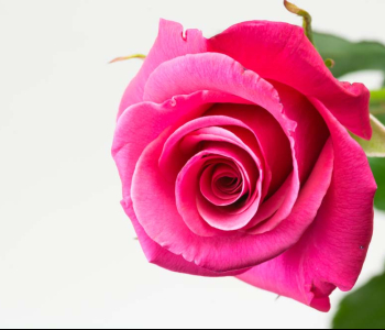 Цветы и растения - 164 | Wall-Style