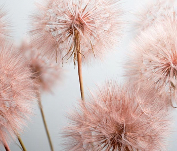 Цветы и растения - 32 | Wall-Style