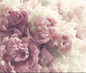 Цветы и растения - 27 | Wall-Style