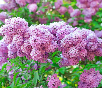 Цветы и растения - 15 | Wall-Style