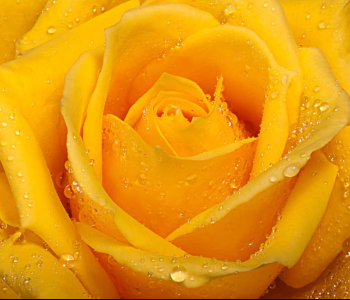 Цветы и растения - 146 | Wall-Style