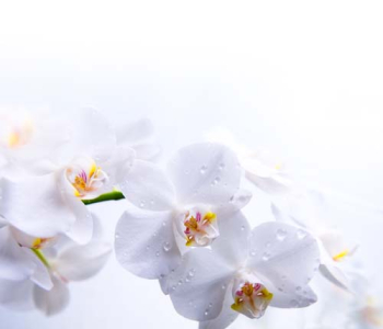 Цветы и растения - 86 | Wall-Style