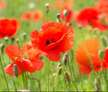 Цветы и растения - 36 | Wall-Style