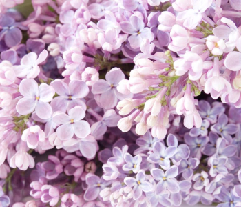 Цветы и растения - 6 | Wall-Style