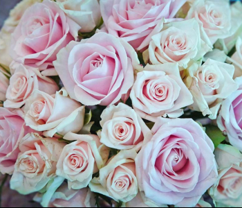 Цветы и растения - 147 | Wall-Style