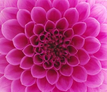 Цветы и растения - 15 | Wall-Style