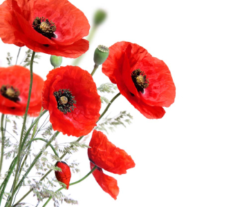 Цветы и растения - 11 | Wall-Style