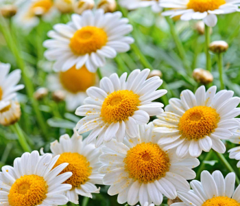 Цветы и растения - 75 | Wall-Style