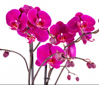 Цветы и растения - 54 | Wall-Style