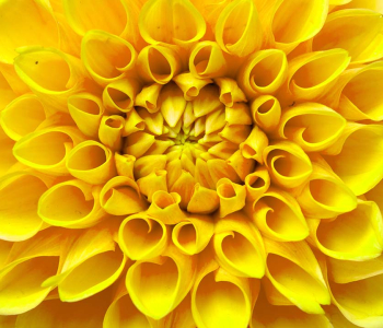 Цветы и растения - 14 | Wall-Style